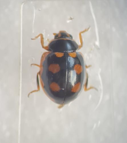 Réf. 283 534 : Coccinula sinuatomarginata